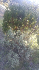 Arctostaphylos canescens