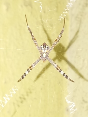 Argiope