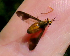 Chrysops vittatus