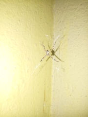 Argiope