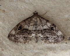 Melanomma auricinctaria