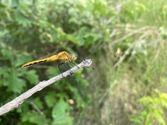 Sympetrum semicinctum