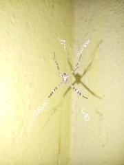 Argiope