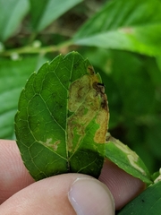 Phytomyza ilicis group