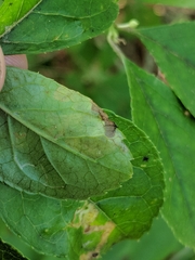 Phytomyza ilicis group