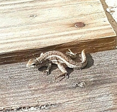 Leiocephalus personatus