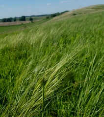 Hesperostipa spartea
