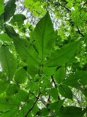 Carya ovata mexicana