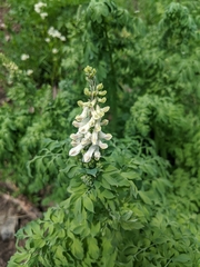 Corydalis caseana brandegeei