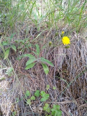 Hieracium parryi