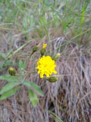 Hieracium parryi