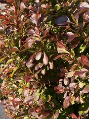Magnoliopsida