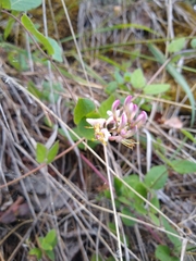 Lonicera hispidula