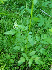 Ligusticum verticillatum
