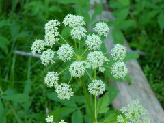 Ligusticum verticillatum