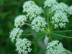Ligusticum verticillatum