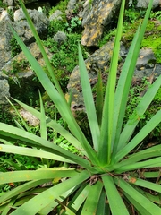 Agave difformis