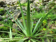 Agave difformis