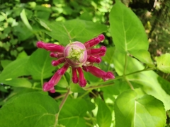Salvia involucrata