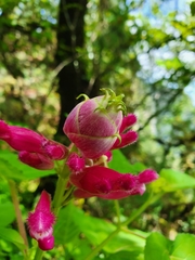 Salvia involucrata