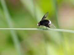 Ogcodocera leucoprocta
