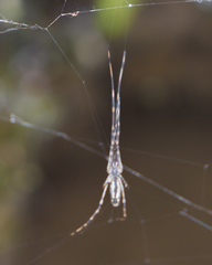 Tetragnatha elongata