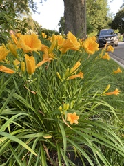 Hemerocallis