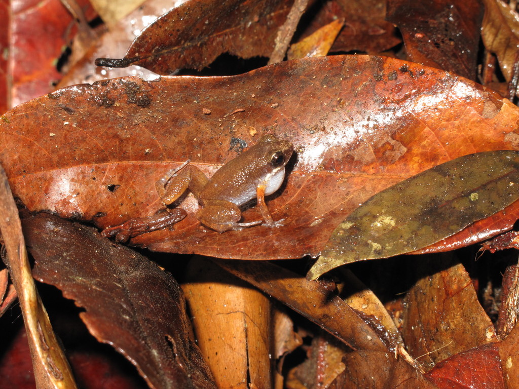 Miriam's Frog