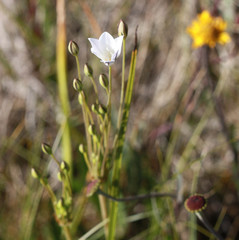 Triteleia peduncularis