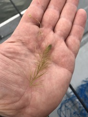 Utricularia intermedia