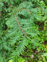 Taxus globosa