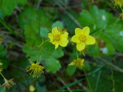 Waldsteinia idahoensis