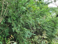 Taxus globosa