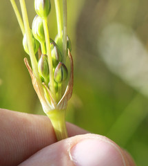 Triteleia peduncularis