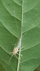 Maccaffertium terminatum terminatum