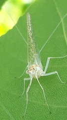 Maccaffertium terminatum terminatum