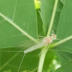 Maccaffertium terminatum terminatum