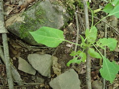 Populus balsamifera balsamifera