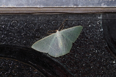 Pelagodes subquadraria