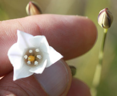 Triteleia peduncularis
