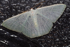 Pelagodes subquadraria