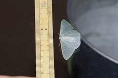 Pelagodes subquadraria