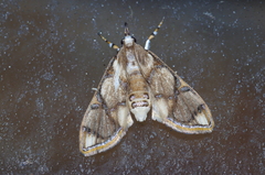 Cirrhochrista kosemponialis
