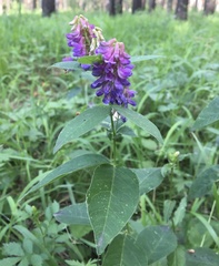 Vicia unijuga