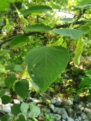 Tilia americana mexicana