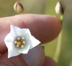 Triteleia peduncularis
