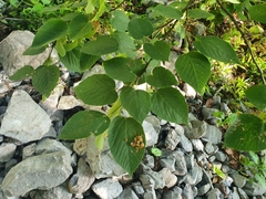 Tilia americana mexicana
