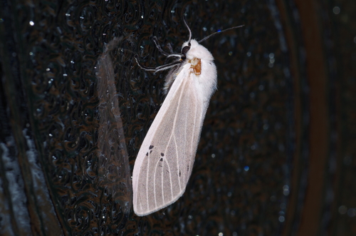 Clouded Tiger Moth photo 5
