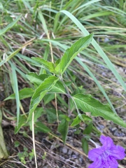 Ruellia pedunculata