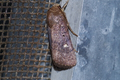 Athetis lineosella